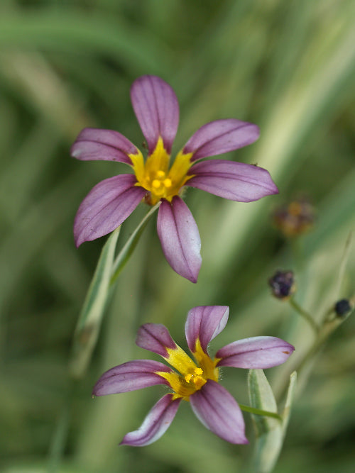 SISYRINCHIUM ANGUSTIFOLIUM 'HOLLY'
