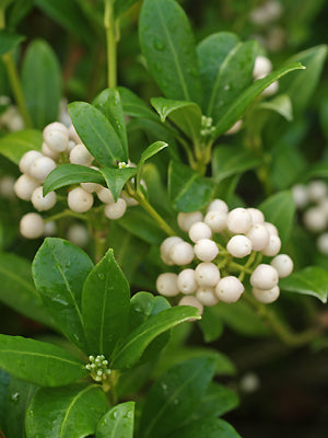 SKIMMIA JAPONICA 'KEW WHITE'