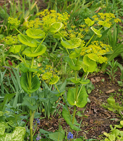 SMYRNIUM ROTUNDIFOLIUM