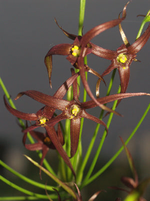 GETHYUM ATROPURPUREA