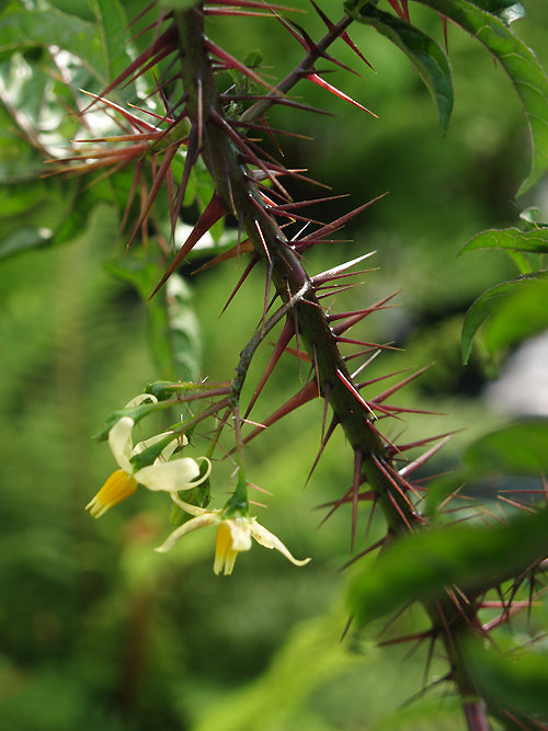 SOLANUM ATROPURPUREUM