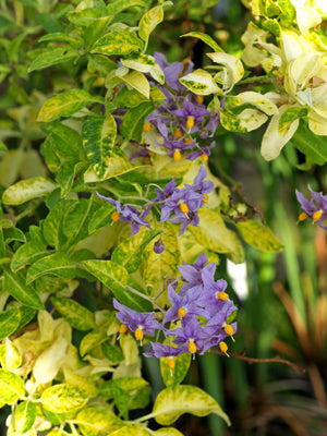 SOLANUM CRISPUM 'ELIZABETH JANE DUNN'
