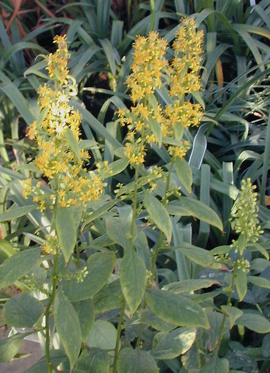 SOLIDAGO FLEXICAULIS 'VARIEGATA'