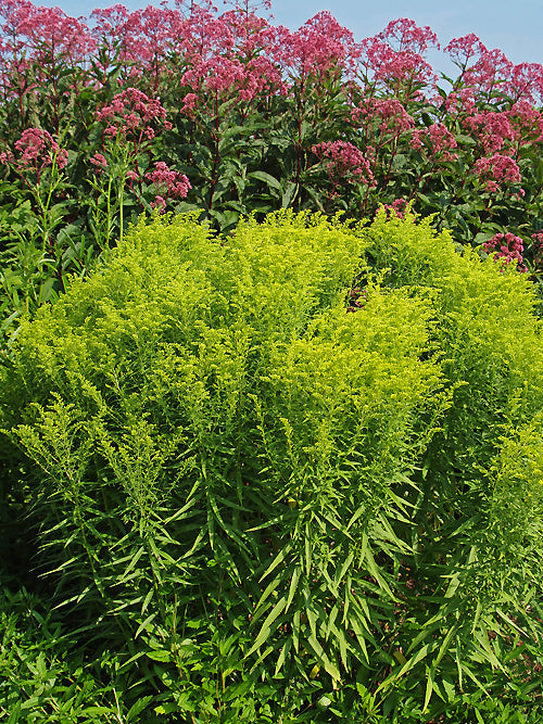 SOLIDAGO hybrid