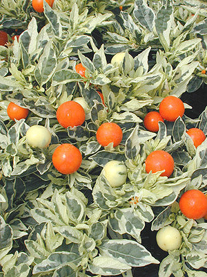 SOLANUM PSEUDOCAPSICUM VARIEGATED