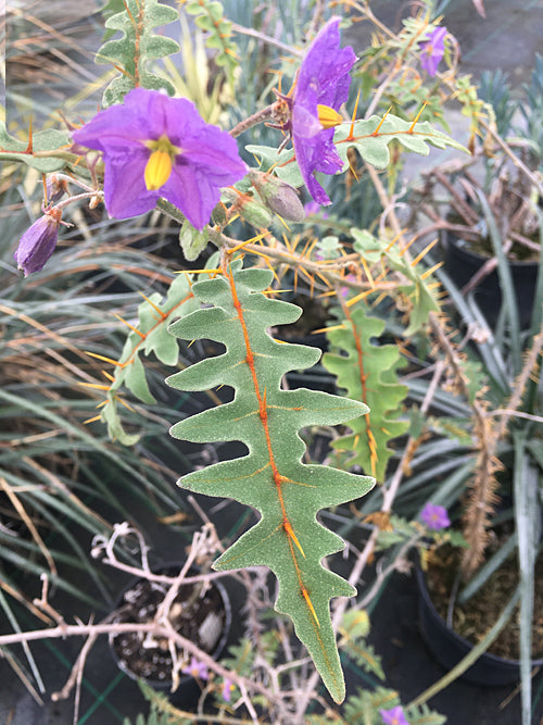 SOLANUM PYRACANTHUM