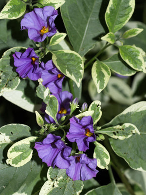 SOLANUM RANTONNETII 'VARIEGATUM'