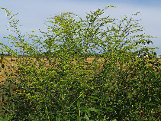 SOLIDAGO RUGOSA