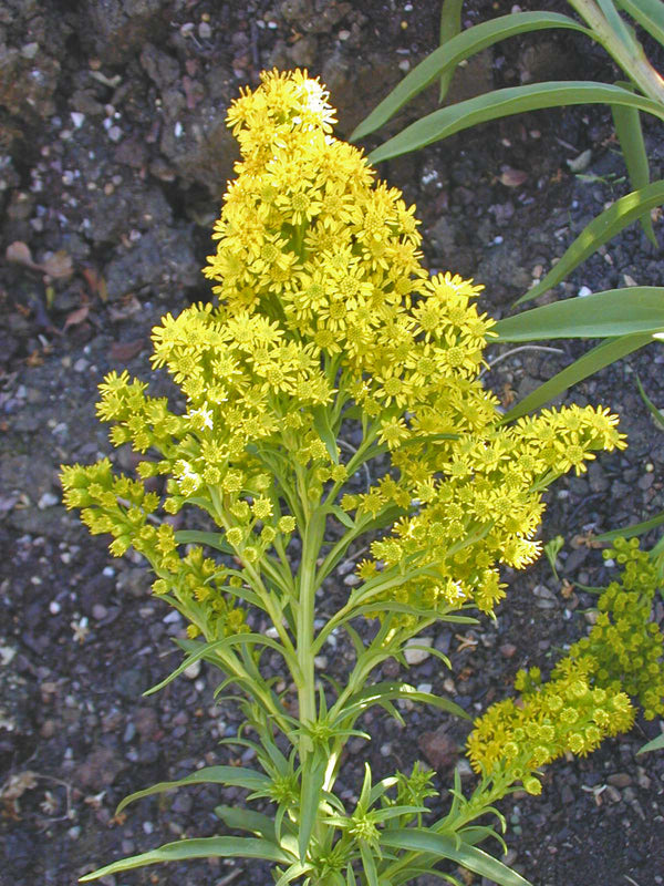 SOLIDAGO SEMPERVIRENS