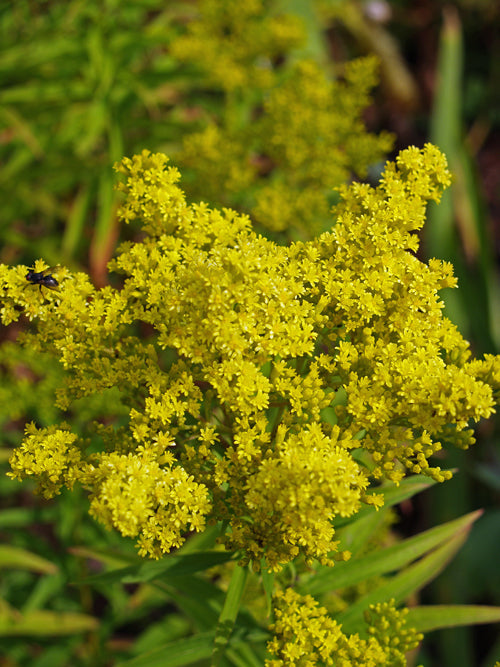 SOLIDAGO SPECIOSA