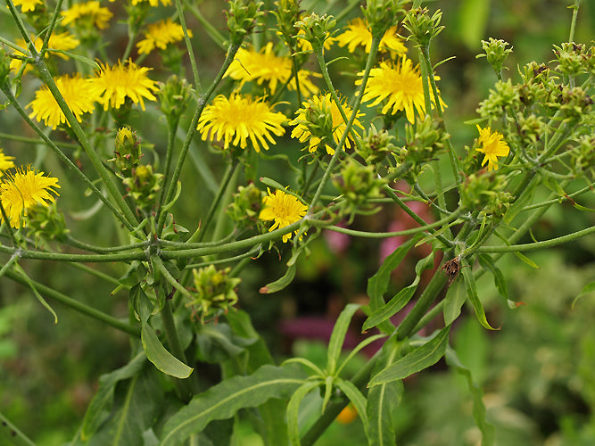 SONCHUS ARBOREUS