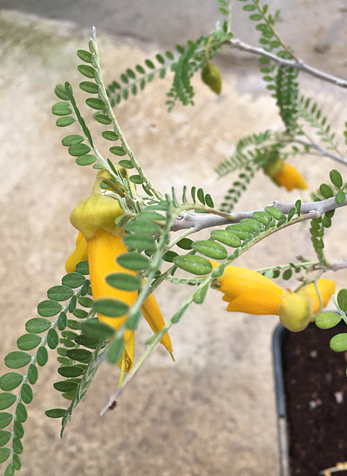 SOPHORA MOLLOYI 'DRAGON'S GOLD'