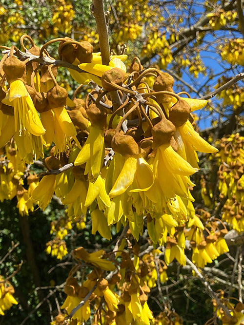 SOPHORA TETRAPTERA