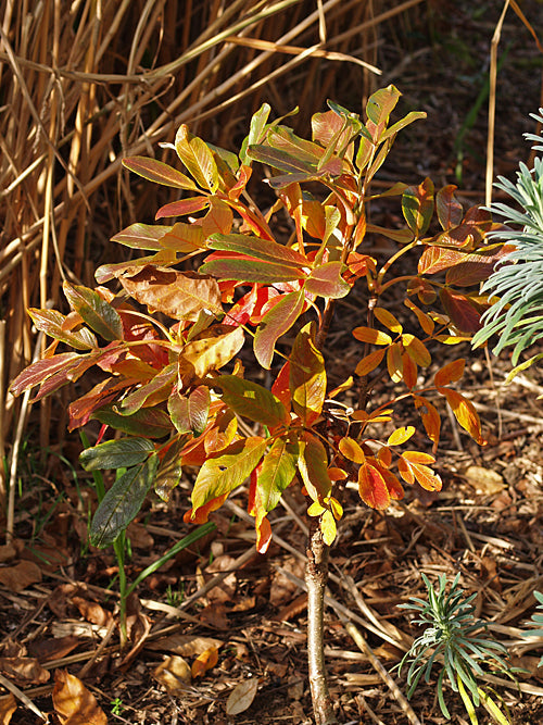 SORBUS HARROWIANA