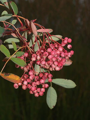 SORBUS HUPEHENSIS