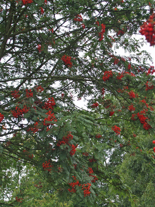 SORBUS SCALARIS