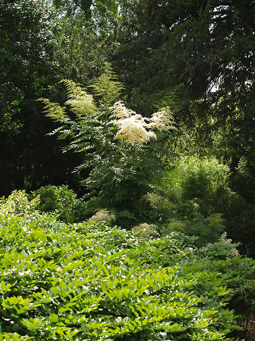 SORBARIA SORBIFOLIA