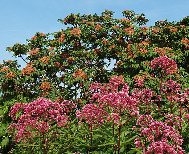 SORBUS SARGENTIANA