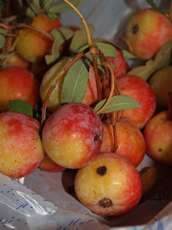 SORBUS DOMESTICA