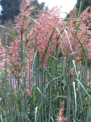 SORGHASTRUM AVENACEUM 'SIOUX BLUE'