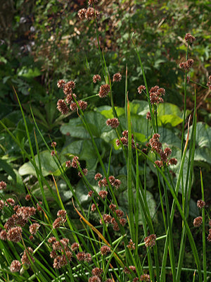 SPARGANIUM SP. RCB RA-G-1