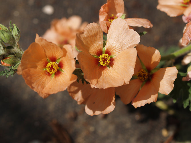 SPHAERALCEA 'CHILDERLEY'