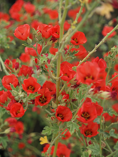 SPHAERALCEA 'NEWLEAZE CORAL'