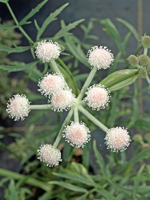 SPHENOSCIADIUM CAPITELLATUM NNS 04-449