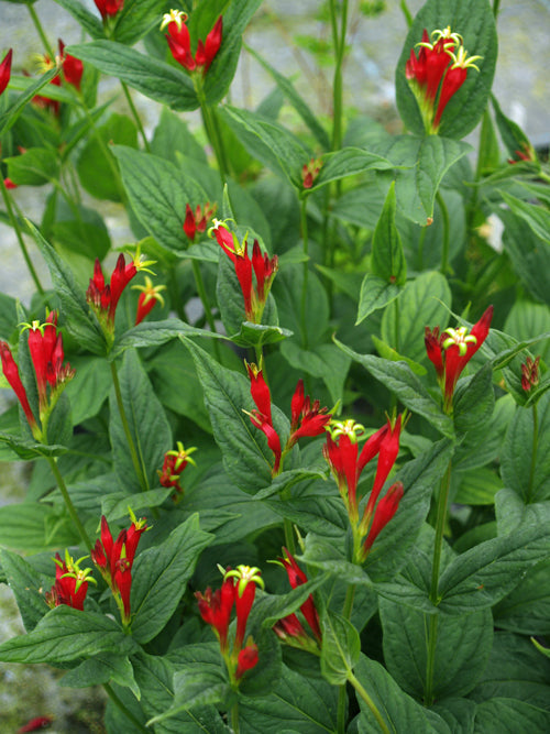 SPIGELIA MARILANDICA