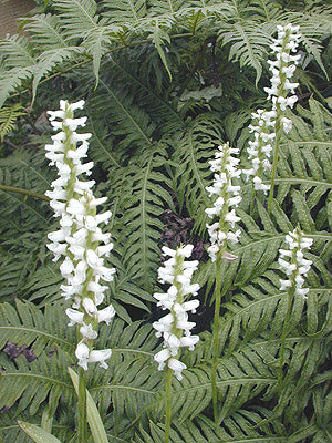 SPIRANTHES CERNUA f.ODORATA 'CHADD'S FORD'