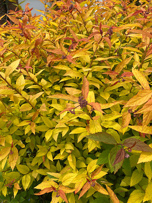 SPIRAEA JAPONICA 'GOLDFLAME'