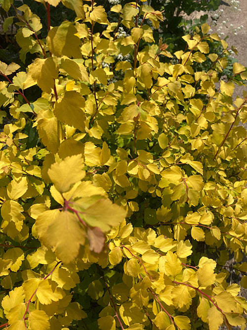 SPIRAEA x VANHOUTTEI 'GOLD FOUNTAIN'