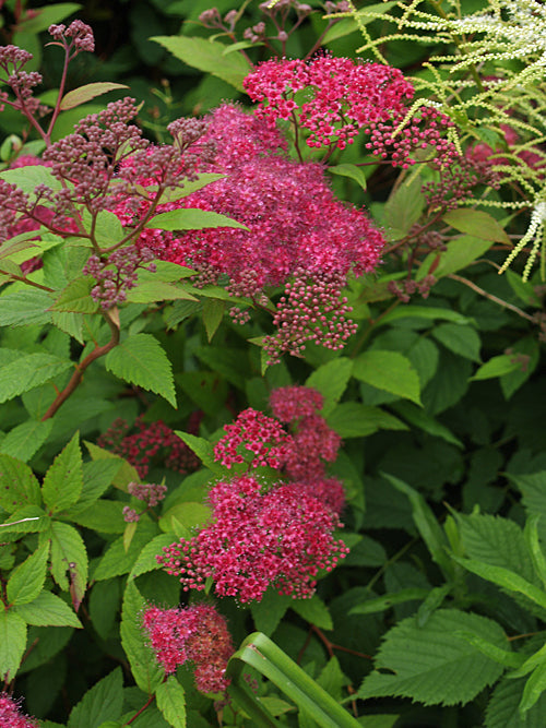 SPIRAEA JAPONICA 'ANTHONY WATERER'