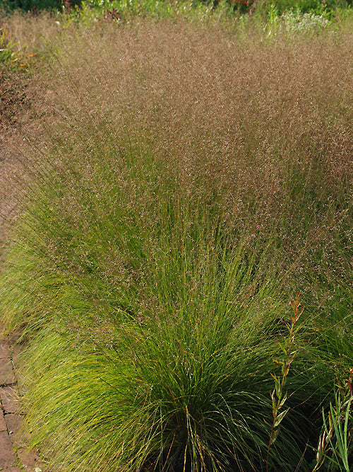 SPOROBOLUS HETEROLEPIS