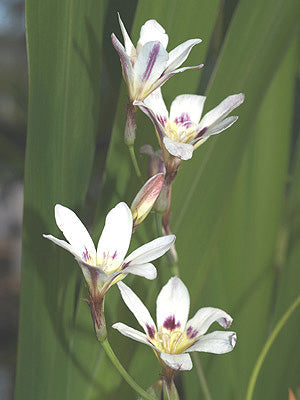 SPARAXIS GRANDIFLORA subsp.GRANDIFLORA