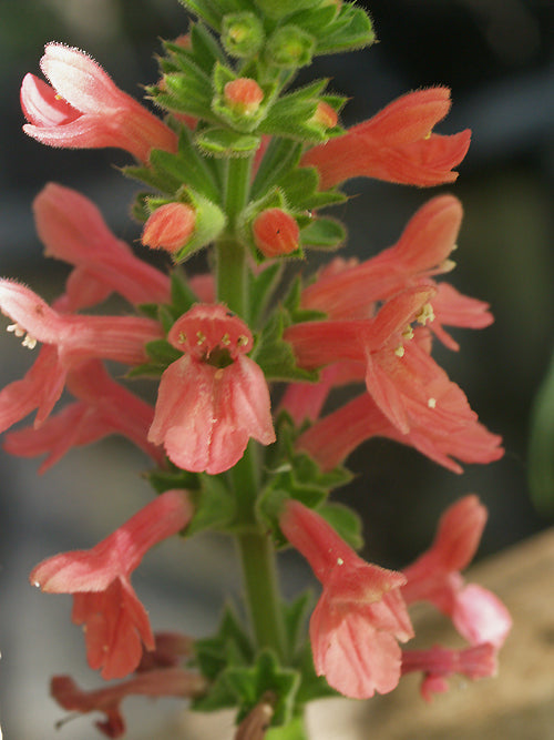 STACHYS COCCINEA