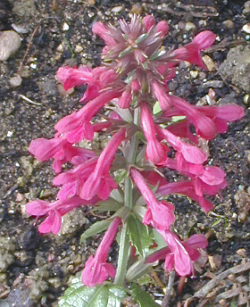 STACHYS THUNBERGII 'DANIELLE'