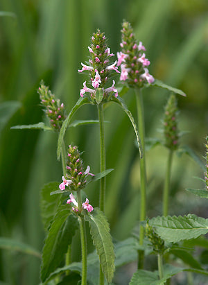 BETONICA OFFICINALIS 'ROSEA'