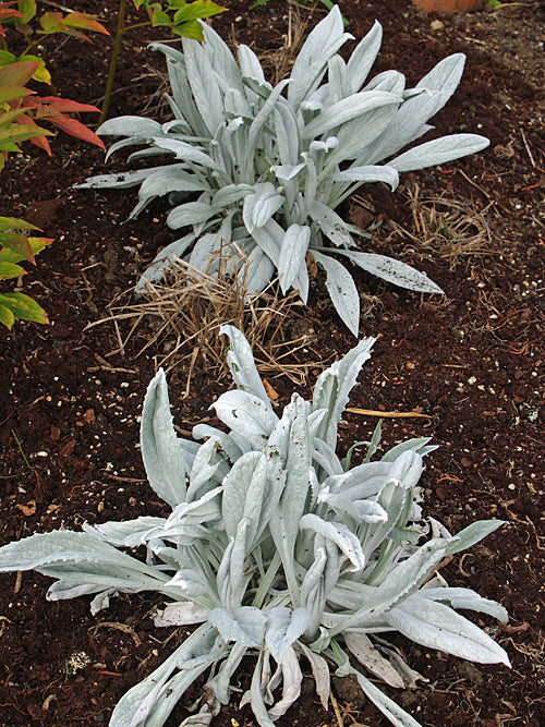 SENECIO NIVEOAUREUS