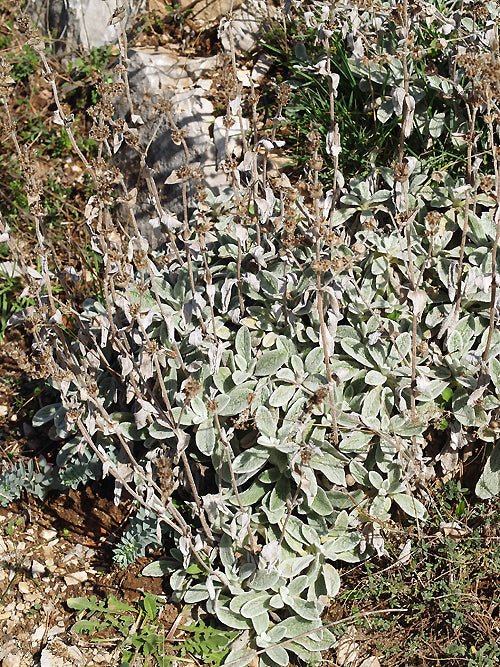 SIDERITIS SYRIACA coll.Sicily