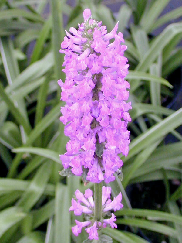 STACHYS MONIERI 'HUMMELO'
