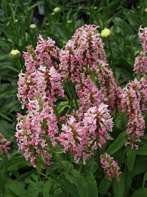 BETONICA OFFICINALIS 'ROSEA SUPERBA'