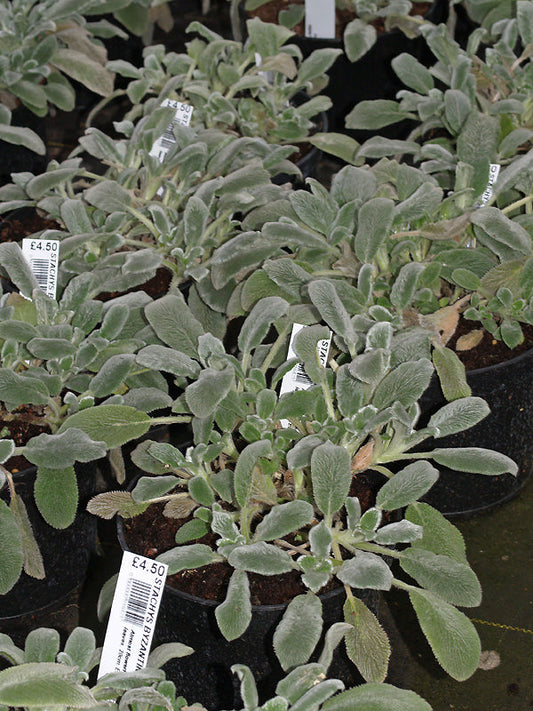 STACHYS BYZANTINA 'SILVER CARPET'