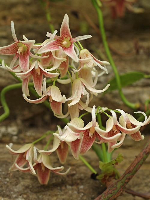 STAUNTONIA HEXAPHYLLA