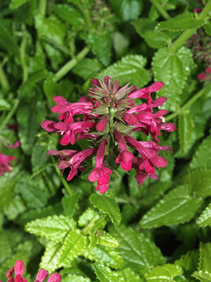 STACHYS THUNBERGII