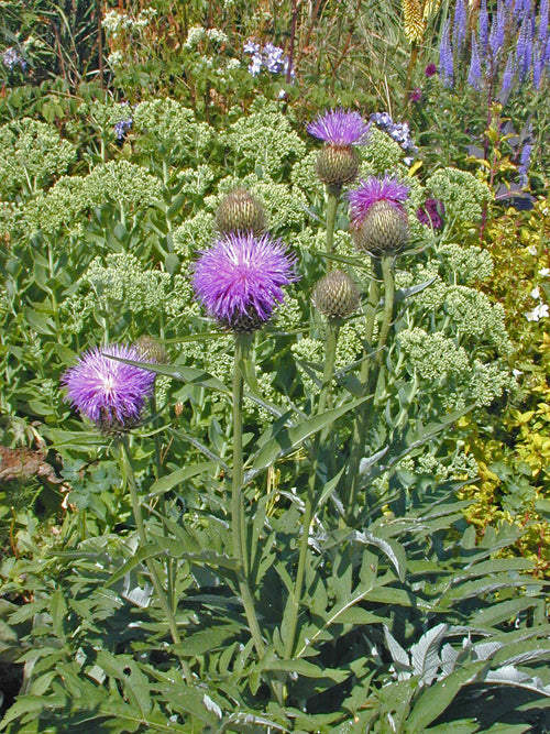 STEMMACANTHA CYNAROIDES