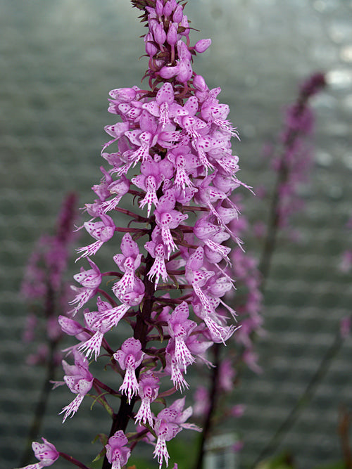 STENOGLOTTIS LONGIFOLIA