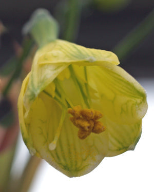 STENOMESSON PEARCEI