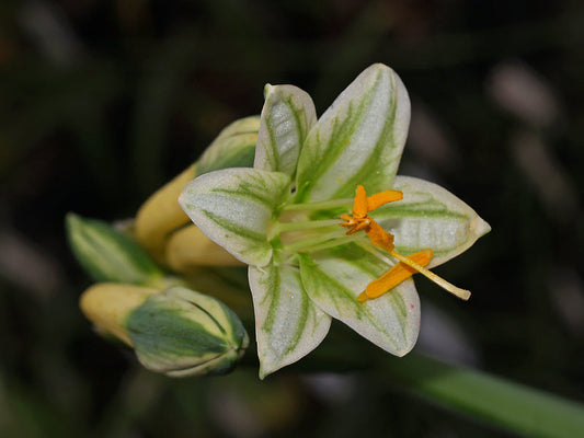 STENOMESSON VARIEGATUM YELLOW FORM