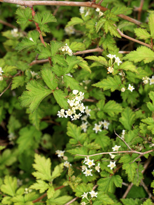 STEPHANANDRA INCISA 'CRISPA'